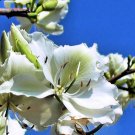 White Orchid Tree Bauhinia variegata 20 Seeds White Orchid Tree Bauhinia variegata 20 Seeds