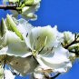 White Orchid Tree Bauhinia variegata 20 Seeds
