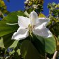 White Orchid Tree Bauhinia variegata 20 Seeds