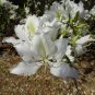 White Orchid Tree Bauhinia variegata 20 Seeds