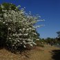 White Orchid Tree Bauhinia variegata 20 Seeds