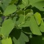 White Orchid Tree Bauhinia variegata 20 Seeds