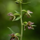 Broad-Leaved Helleborine  1000 Seeds  Epipactis helleborine