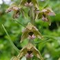 Broad-Leaved Helleborine 1000 Seeds Epipactis helleborine