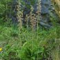 Broad-Leaved Helleborine 1000 Seeds Epipactis helleborine