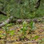 Broad-Leaved Helleborine 1000 Seeds Epipactis helleborine