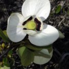 Bigflower Pawpaw Asimina obovata 10 Seeds