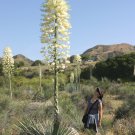 Our Lord's Candle 25 Seeds Yucca whipplei Our Lord's Candle 25 Seeds Yucca whipplei