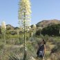 Our Lord's Candle 25 Seeds Yucca whipplei