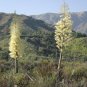 Our Lord's Candle 25 Seeds Yucca whipplei