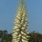 Our Lord's Candle 25 Seeds Yucca whipplei