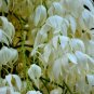 Our Lord's Candle 25 Seeds Yucca whipplei