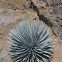 Our Lord's Candle 25 Seeds Yucca whipplei