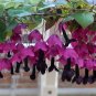 Purple Bell Vine 25 Seeds Rhodochiton atrosanguineus