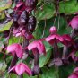 Purple Bell Vine 25 Seeds Rhodochiton atrosanguineus
