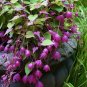Purple Bell Vine 25 Seeds Rhodochiton atrosanguineus