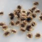 Purple Bell Vine 25 Seeds Rhodochiton atrosanguineus