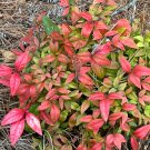 Heavenly Bamboo 100 Seeds Nandina domestica Heavenly Bamboo 100 Seeds Nandina domestica