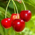 Sweet Cherry Prunus avium 10 Seeds