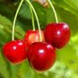Sweet Cherry Prunus avium 10 Seeds