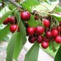 Sweet Cherry Prunus avium 10 Seeds