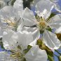 Sweet Cherry Prunus avium 10 Seeds