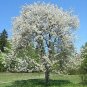 Sweet Cherry Prunus avium 10 Seeds