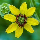 Chocolate Flower  50 Seeds  Berlandiera lyrata