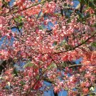 Coral Shower Tree Cassia grandis 10 Seeds Coral Shower Tree Cassia grandis 10 Seeds