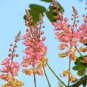 Coral Shower Tree Cassia grandis 10 Seeds