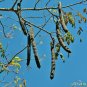 Coral Shower Tree Cassia grandis 10 Seeds