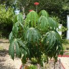 Coral Plant Jatropha multifida 5 Seeds Coral Plant Jatropha multifida 5 Seeds