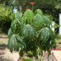 Coral Plant Jatropha multifida 5 Seeds