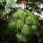 Coral Plant Jatropha multifida 5 Seeds