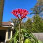 Coral Plant Jatropha multifida 5 Seeds