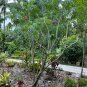 Coral Plant Jatropha multifida 5 Seeds