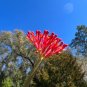 Coral Plant Jatropha multifida 5 Seeds