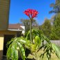 Coral Plant Jatropha multifida 5 Seeds