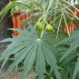 Coral Plant Jatropha multifida 5 Seeds