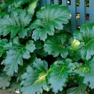 Bear's Breeches 10 Seeds Acanthus mollis Bear's Breeches 10 Seeds Acanthus mollis