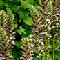 Bear's Breeches 10 Seeds Acanthus mollis