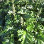 Bear's Breeches 10 Seeds Acanthus mollis