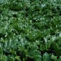 Bear's Breeches 10 Seeds Acanthus mollis