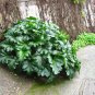 Bear's Breeches 10 Seeds Acanthus mollis