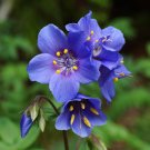 Jacob's Ladder Polemonium caerulum 100 Seeds Jacob's Ladder Polemonium caerulum 100 Seeds