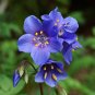 Jacob's Ladder Polemonium caerulum 100 Seeds