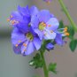 Jacob's Ladder Polemonium caerulum 100 Seeds