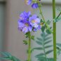 Jacob's Ladder Polemonium caerulum 100 Seeds