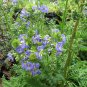 Jacob's Ladder Polemonium caerulum 100 Seeds