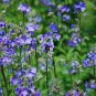 Jacob's Ladder Polemonium caerulum 100 Seeds